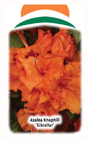 Wuloplant: specialiteit Rhododendron