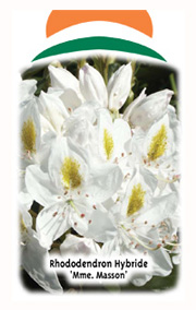 Wuloplant: specialiteit Rhododendron