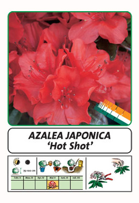 Wuloplant: specialiteit Rhododendron