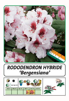 Wuloplant: specialiteit Rhododendron