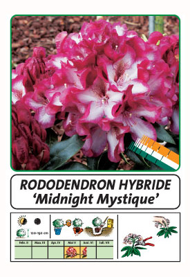 Wuloplant: specialiteit Rhododendron