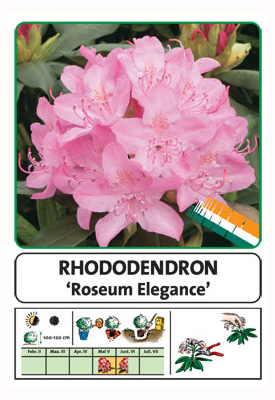 Wuloplant: specialiteit Rhododendron