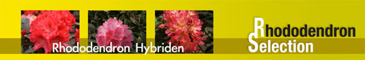 Wuloplant: specialiteit Rhododendron