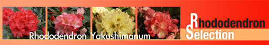 Wuloplant: specialiteit Rhododendron