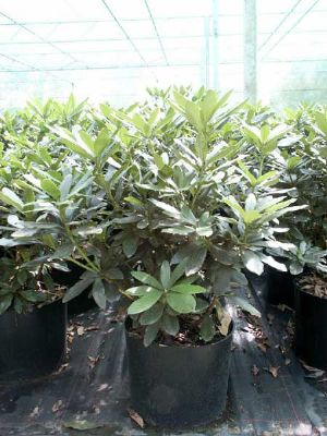 test Is kas Assortiment rhododendron Wuloplant: Extra grote maten - Rhododendron  Ponticum Pot - Rhododendron Ponticum Pot 80