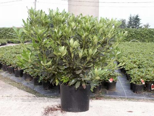 Vermenigvuldiging Denemarken heb vertrouwen Assortiment rhododendron Wuloplant: Extra grote maten - Rhododendron  Ponticum Pot - Rhododendron Ponticum Pot 100